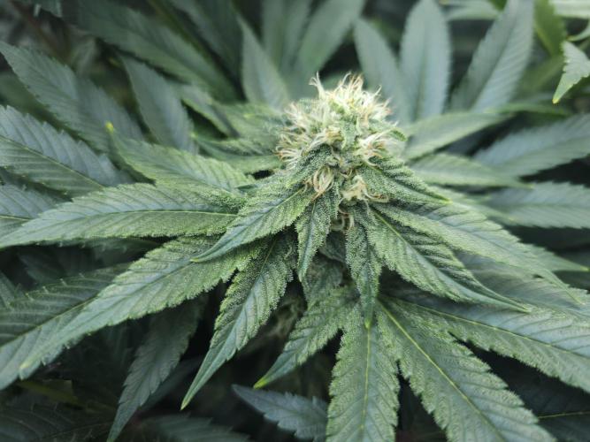 Royal AK Fem + O.G. Kush RQS. Week 9