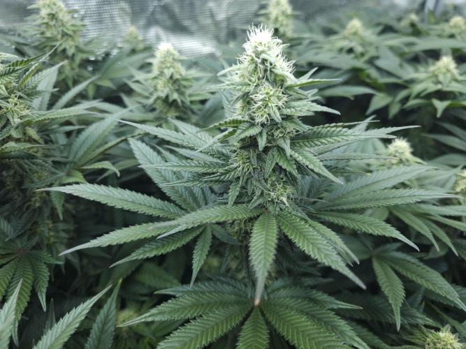 Royal AK Fem + O.G. Kush RQS. Week 9 - O.G. kush