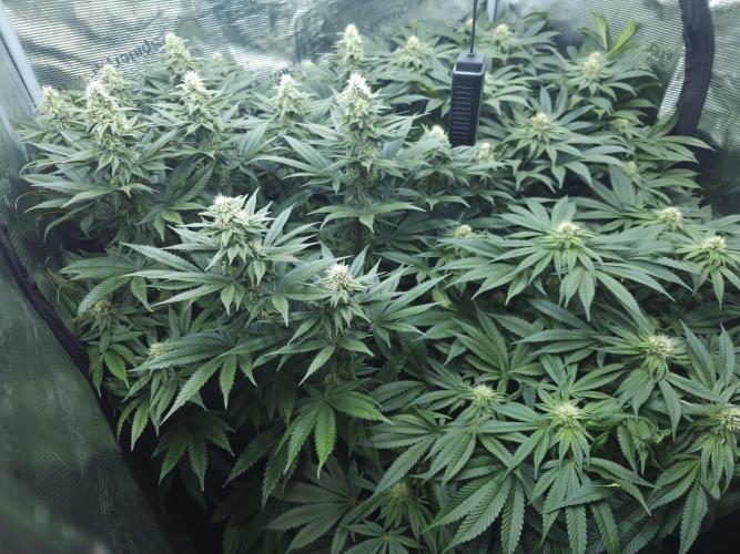 Royal AK Fem + O.G. Kush RQS. Week 9