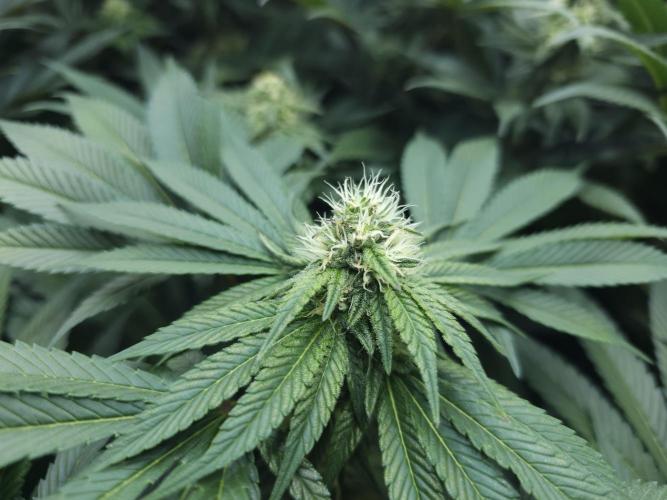 Royal AK Fem + O.G. Kush RQS. Week 9