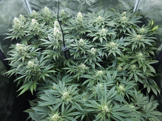 Royal AK Fem + O.G. Kush RQS. Week 10