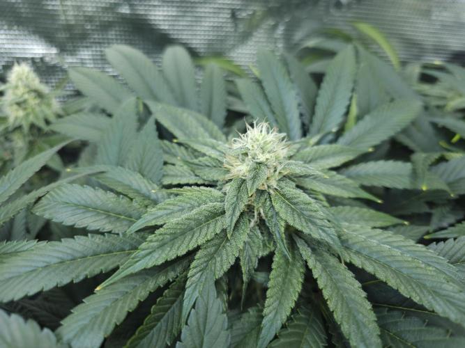 Royal AK Fem + O.G. Kush RQS. Week 10 - Royal AK