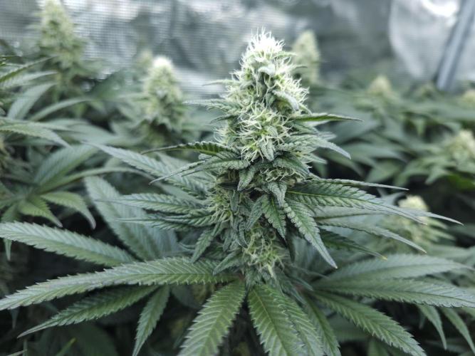 Royal AK Fem + O.G. Kush RQS. Week 10