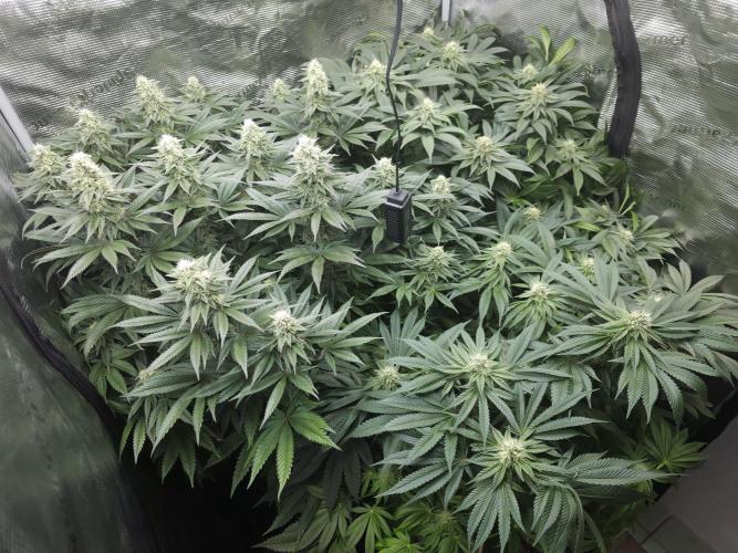 Royal AK Fem + O.G. Kush RQS. Week 10