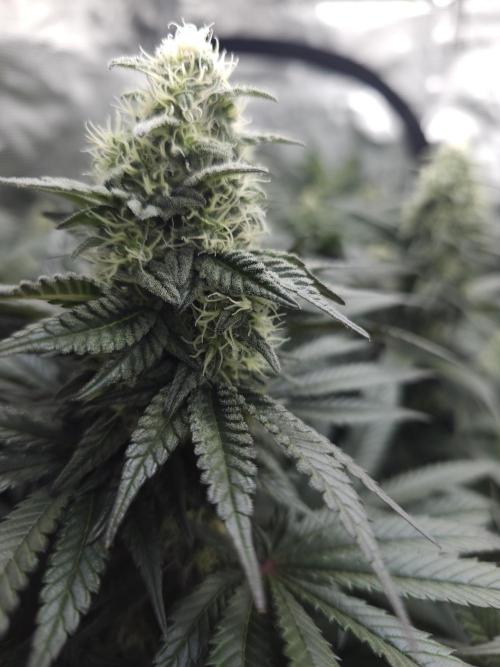 Royal AK Fem + O.G. Kush RQS. Week 10