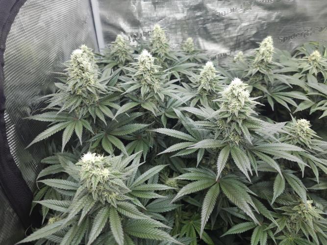 Royal AK Fem + O.G. Kush RQS. Week 10