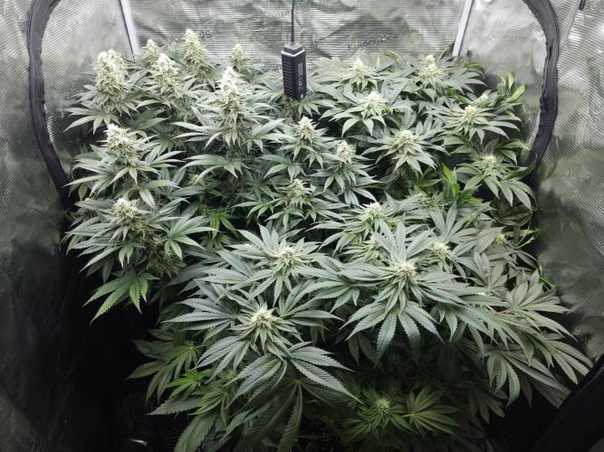 Royal AK Fem + O.G. Kush RQS. Week 10