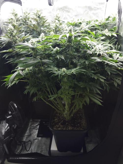 Royal AK Fem + O.G. Kush RQS. Week 10 - Day 43 12/12