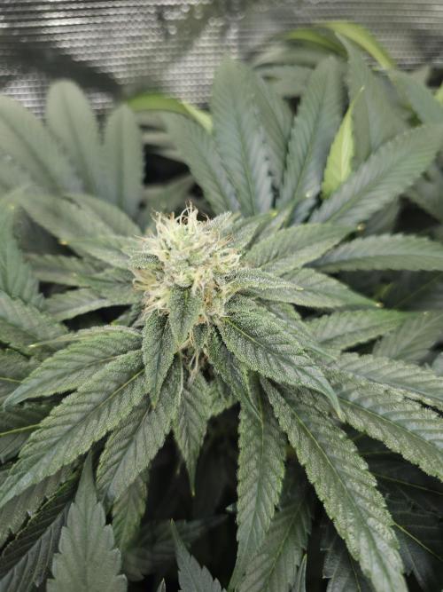 Royal AK Fem + O.G. Kush RQS. Week 10