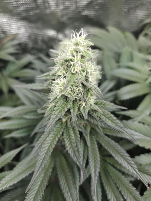 Royal AK Fem + O.G. Kush RQS. Week 10 - Day 43 12/12

O.G. kush