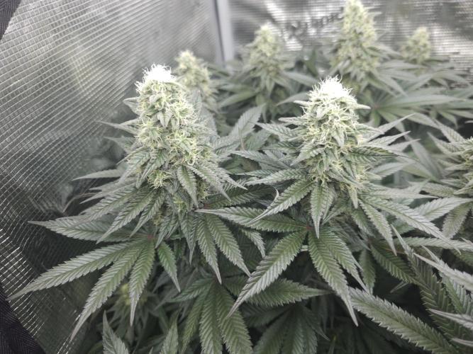 Royal AK Fem + O.G. Kush RQS. Week 11 - O.G. kush