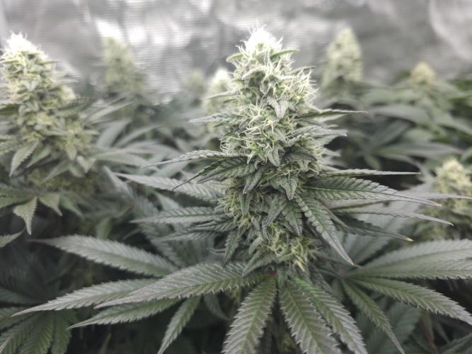 Royal AK Fem + O.G. Kush RQS. Week 11 - O.G. kuah