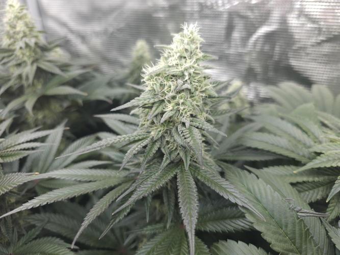 Royal AK Fem + O.G. Kush RQS. Week 11