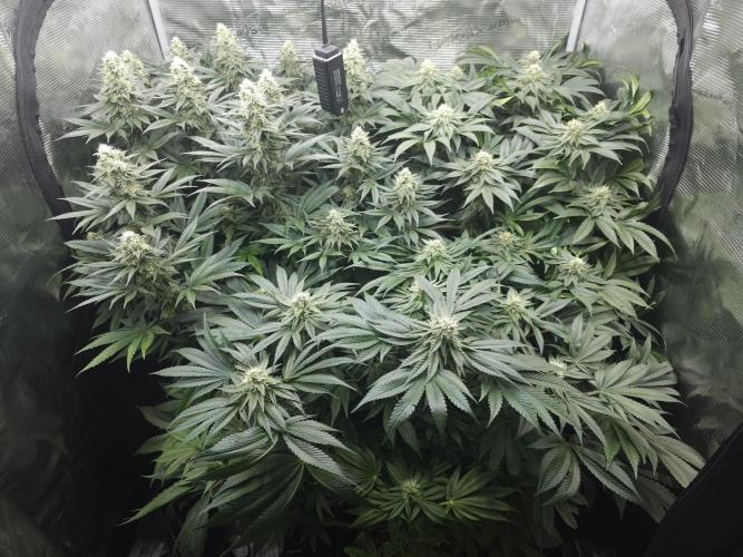 Royal AK Fem + O.G. Kush RQS. Week 11