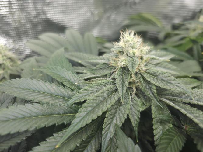 Royal AK Fem + O.G. Kush RQS. Week 11