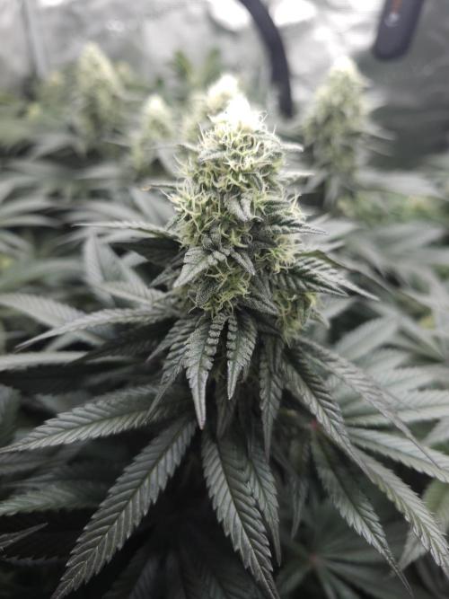 Royal AK Fem + O.G. Kush RQS. Week 11