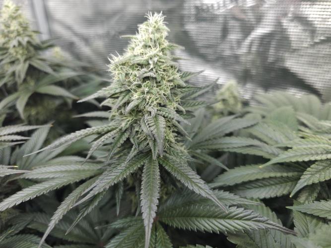 Royal AK Fem + O.G. Kush RQS. Week 11