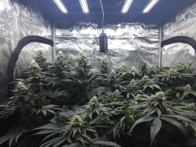 Royal AK Fem + O.G. Kush RQS. Week 11