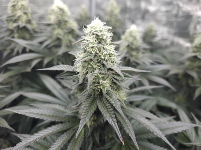 Royal AK Fem + O.G. Kush RQS. Week 11