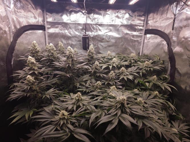 Royal AK Fem + O.G. Kush RQS. Week 11