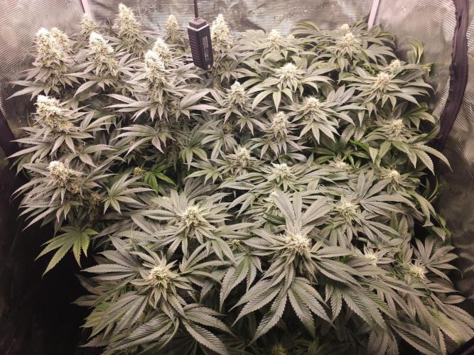 Royal AK Fem + O.G. Kush RQS. Week 11