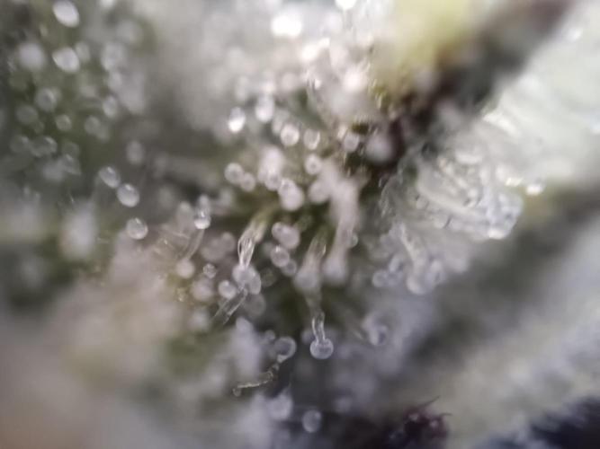 Royal AK Fem + O.G. Kush RQS. Week 11