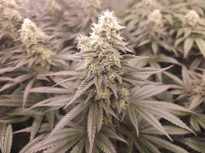 Royal AK Fem + O.G. Kush RQS. Week 11