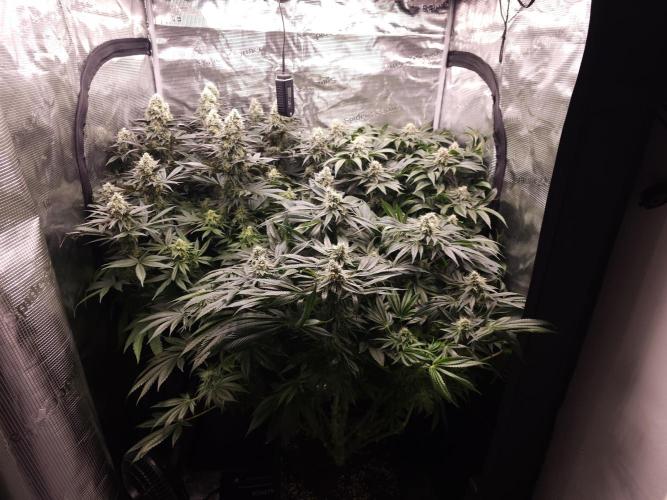 Royal AK Fem + O.G. Kush RQS. Week 12