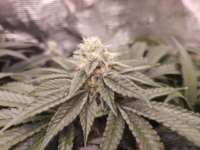 Royal AK Fem + O.G. Kush RQS. Week 12