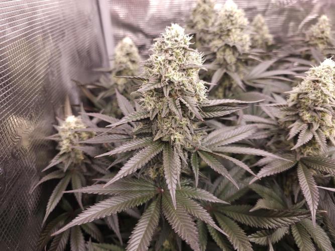 Royal AK Fem + O.G. Kush RQS. Week 12