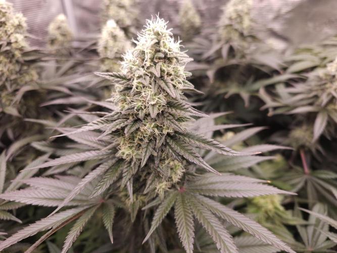 Royal AK Fem + O.G. Kush RQS. Week 12