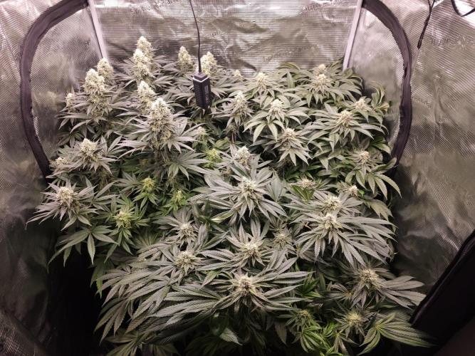 Royal AK Fem + O.G. Kush RQS. Week 12