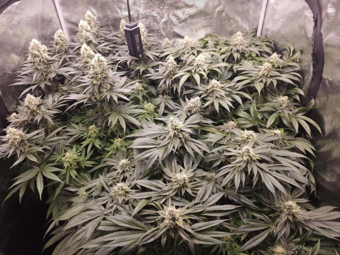 Royal AK Fem + O.G. Kush RQS. Week 12