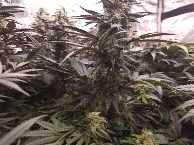 Royal AK Fem + O.G. Kush RQS. Week 12