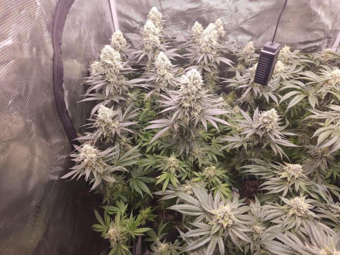 Royal AK Fem + O.G. Kush RQS. Week 12