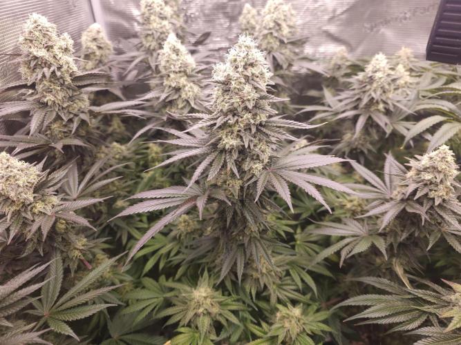 Royal AK Fem + O.G. Kush RQS. Week 12