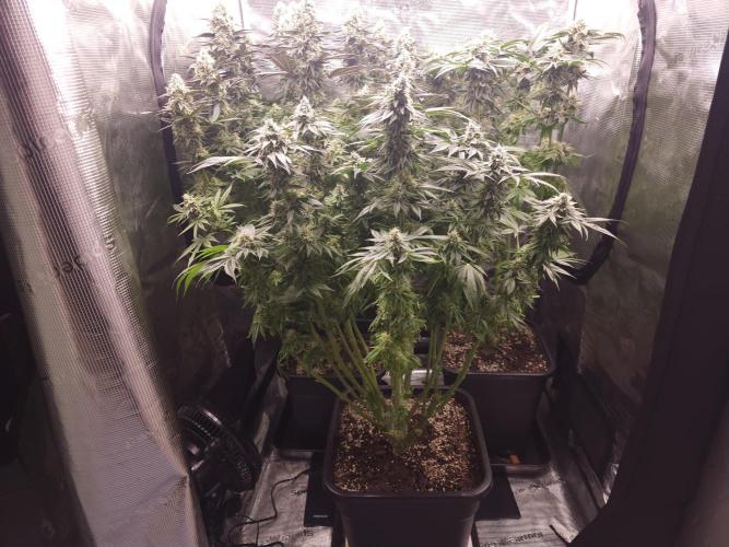 Royal AK Fem + O.G. Kush RQS. Week 12