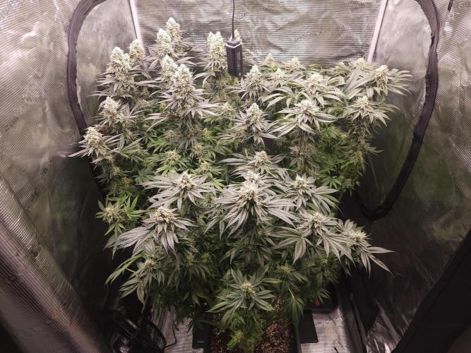 Royal AK Fem + O.G. Kush RQS. Week 12