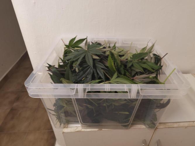 Royal AK Fem + O.G. Kush RQS. Week 12