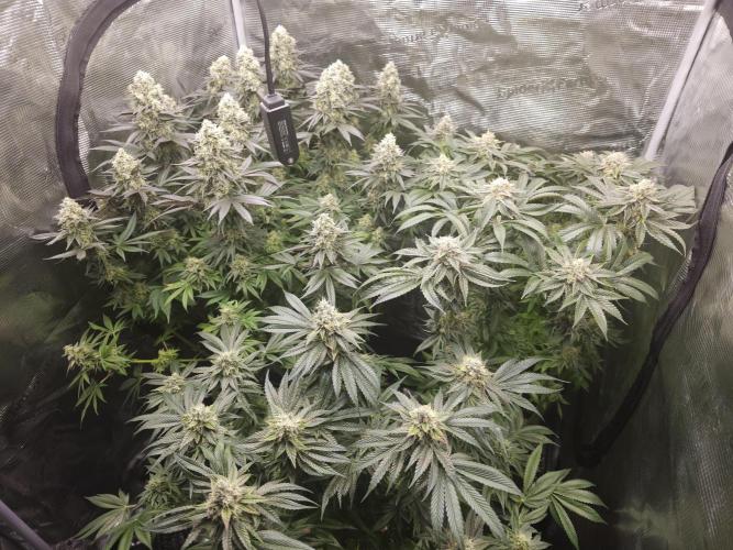 Royal AK Fem + O.G. Kush RQS. Week 13