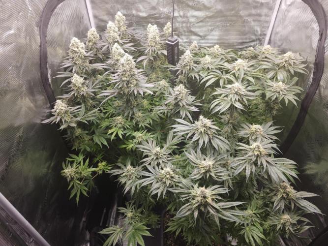 Royal AK Fem + O.G. Kush RQS. Week 13