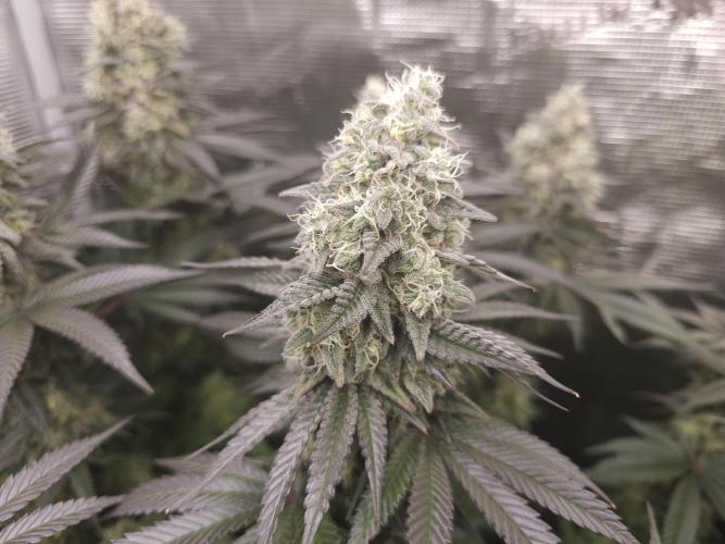 Royal AK Fem + O.G. Kush RQS. Week 13 - O.G. kush 