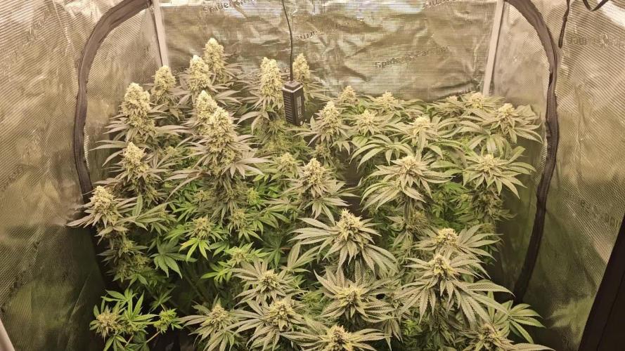 Royal AK Fem + O.G. Kush RQS