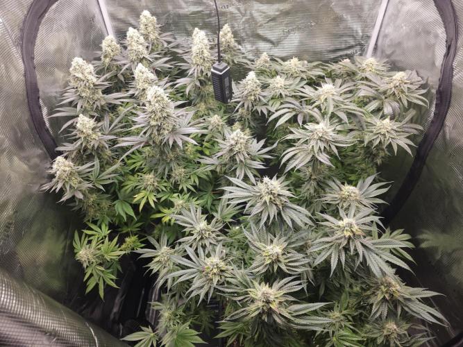 Royal AK Fem + O.G. Kush RQS. Week 13