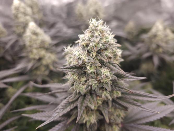 Royal AK Fem + O.G. Kush RQS. Week 13