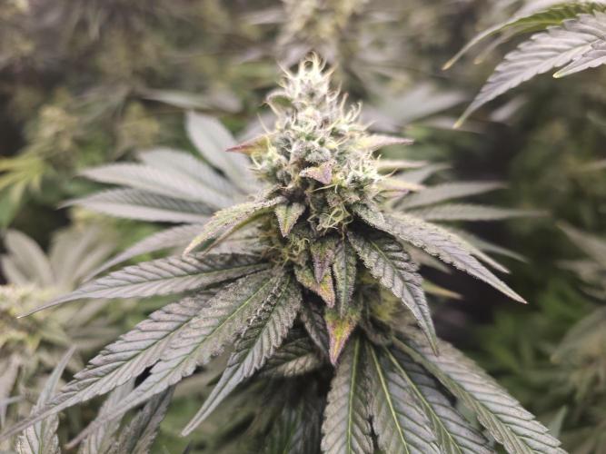 Royal AK Fem + O.G. Kush RQS. Week 13