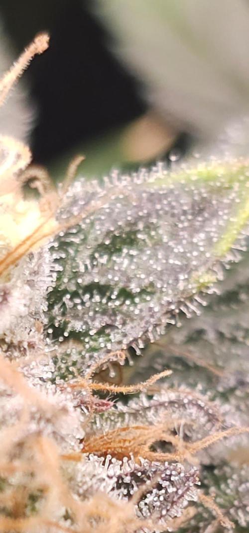 Royal AK Fem + O.G. Kush RQS. Week 13 - AK