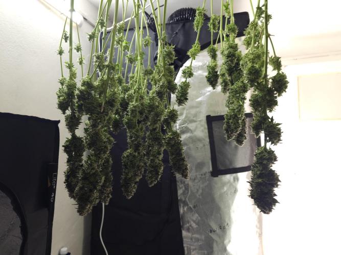 Royal AK Fem + O.G. Kush RQS. Week 14