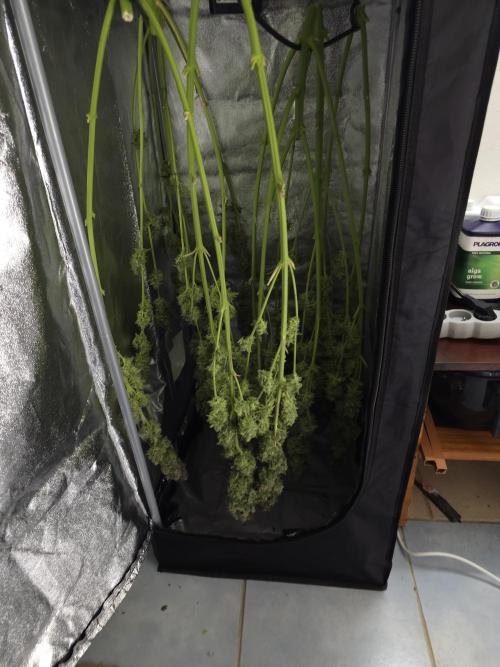 Royal AK Fem + O.G. Kush RQS. Week 14