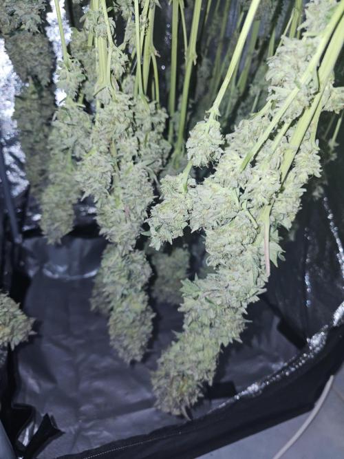 Royal AK Fem + O.G. Kush RQS. Week 14